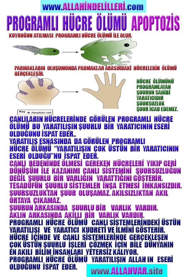 Allahın Varlığının Delilleri, Allahın Delilleri, Tanrının ispatı, Tanrının kanıtları, Allahın ispatı, Allahin delilleri