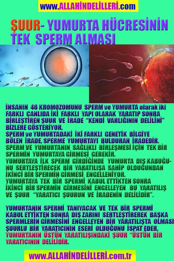 Allahın Varlığının Delilleri, Allahın Delilleri, Tanrının ispatı, Tanrının kanıtları, Allahın ispatı, Allahin delilleri