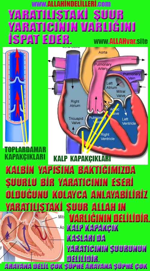 Allahın Varlığının Delilleri, Allahın Delilleri, Tanrının ispatı, Tanrının kanıtları, Allahın ispatı, Allahin delilleri