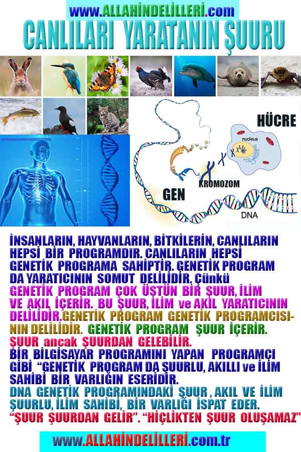 Allahın Varlığının Delilleri, Allahın Delilleri, Tanrının ispatı, Tanrının kanıtları, Allahın ispatı, Allahin delilleri